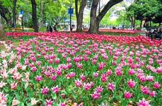 横浜公園のチューリップ