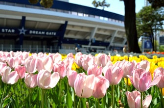 横浜公園のチューリップ