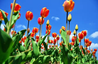 国営越後丘陵公園