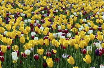 国営越後丘陵公園