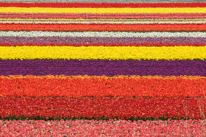 五泉市のチューリップ