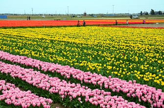 五泉市のチューリップ