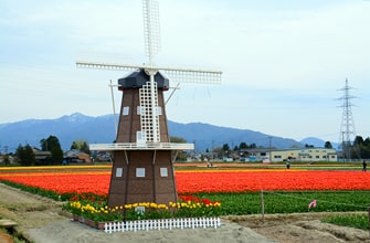 五泉市のチューリップ