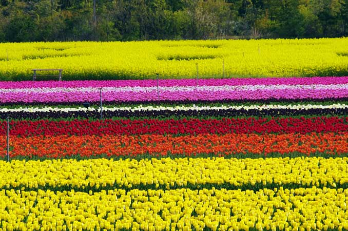 胎内市チューリップフェスティバル