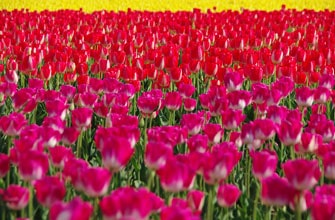 胎内市チューリップフェスティバル
