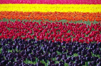 胎内市チューリップフェスティバル