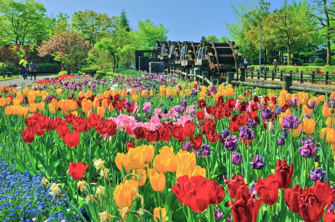 砺波チューリップ公園