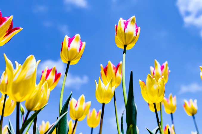 にゅうぜんフラワーロード