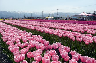 にゅうぜんフラワーロード