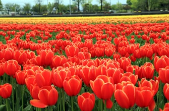 にゅうぜんフラワーロード