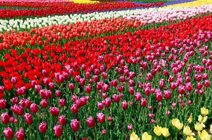 国営木曽三川公園・木曽三川公園センター