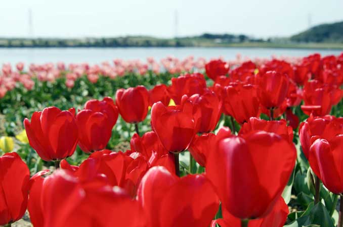 芦ケ池農業公園「サンテパルクたはら」