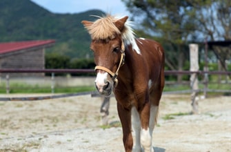 芦ケ池農業公園「サンテパルクたはら」