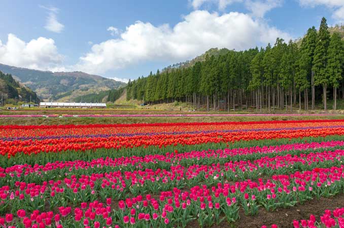 たんとうチューリップまつり