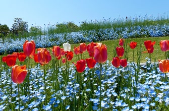 国営明石海峡公園