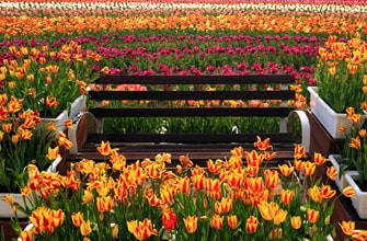 世羅高原農場（せらこうげんのうじょう）