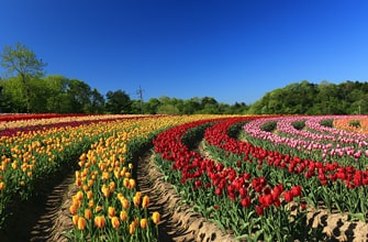 世羅高原農場（せらこうげんのうじょう）