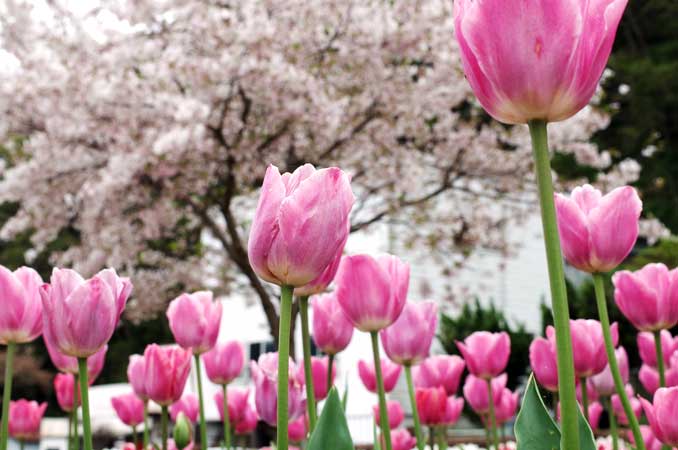 デ・レイケ公園