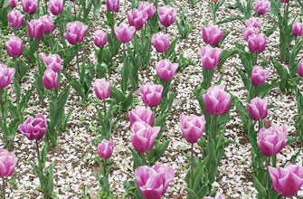 デ・レイケ公園