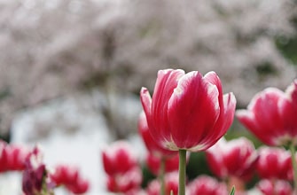 デ・レイケ公園