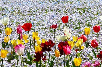 国営讃岐まんのう公園