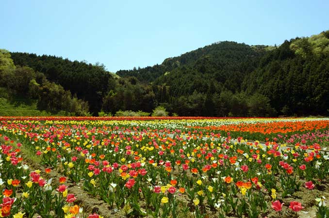 フラワーパークおおず