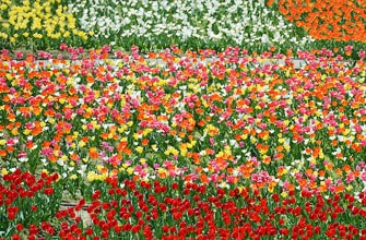 フラワーパークおおず