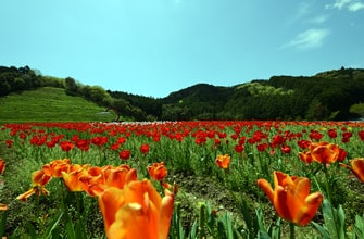 フラワーパークおおず