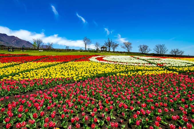 くじゅう花公園