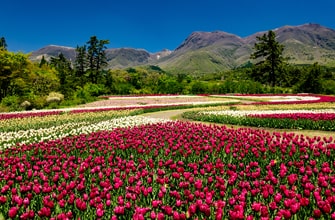 くじゅう花公園