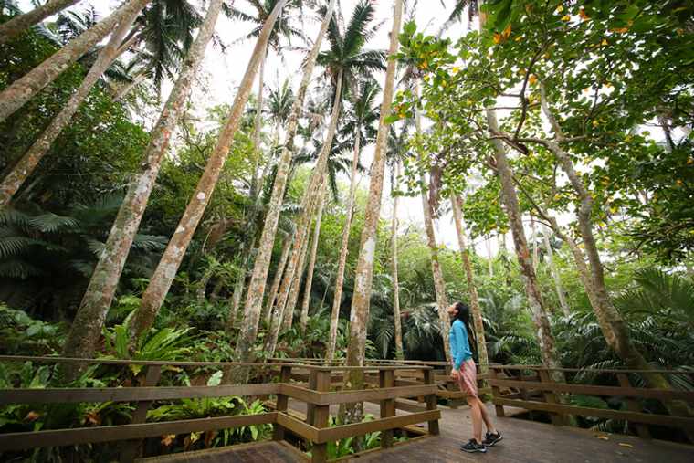 米原のヤエヤマヤシ群落