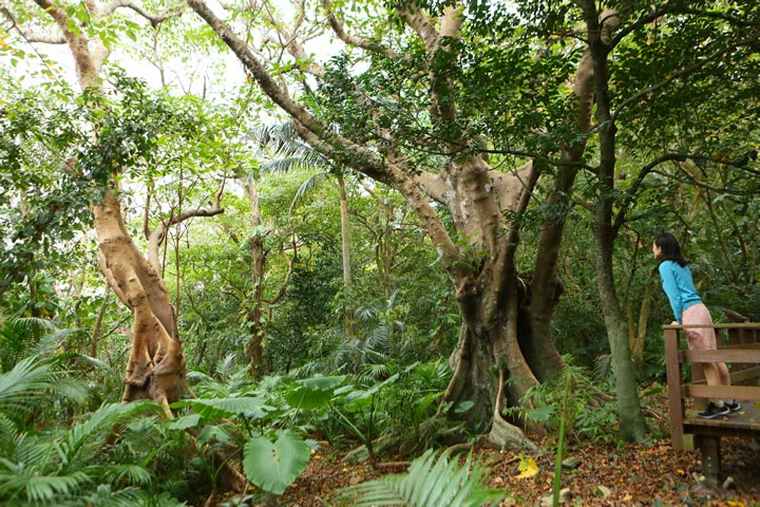 米原のヤエヤマヤシ群落