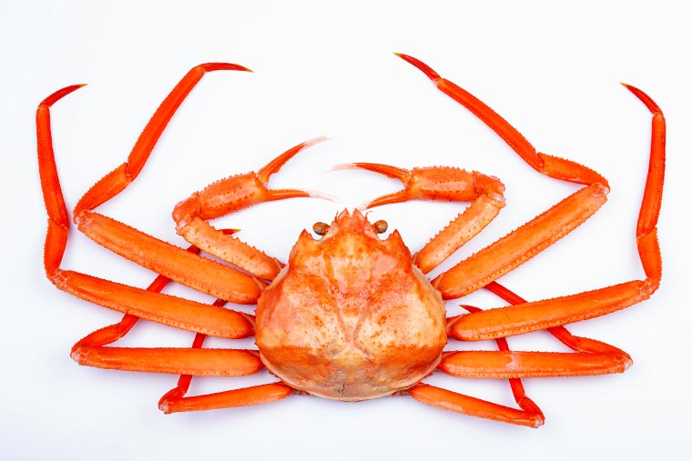 紅ズワイガニ