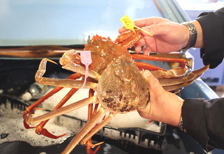 ズワイガニと紅ズワイガニ