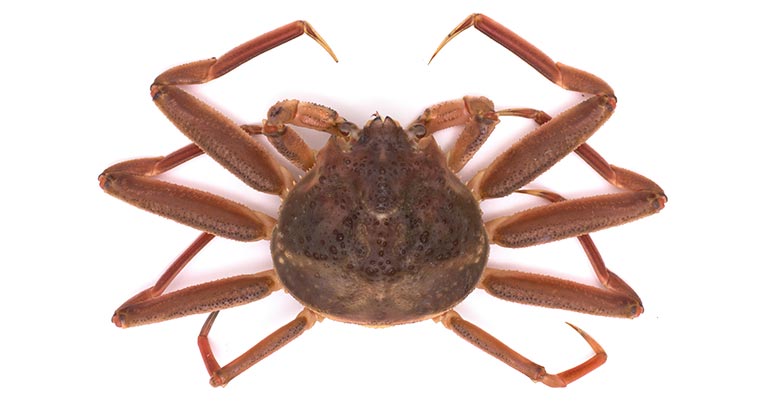 セコガニ、セイコガニ