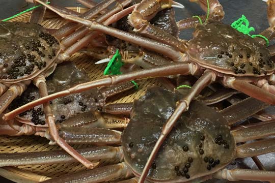 緑のタグの香住のズワイガニ