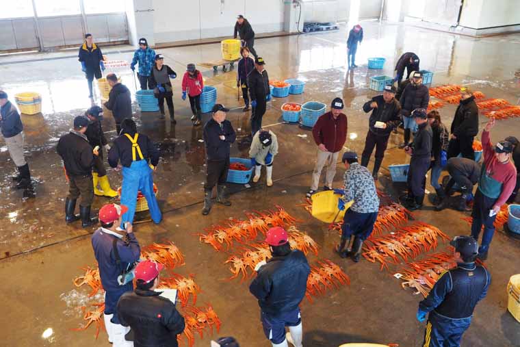 新湊漁港の七時のセリ