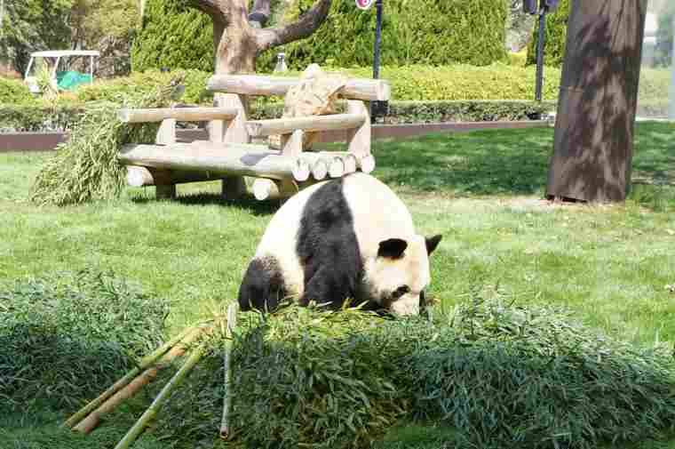 アドベンチャーワールドの大人のパンダ