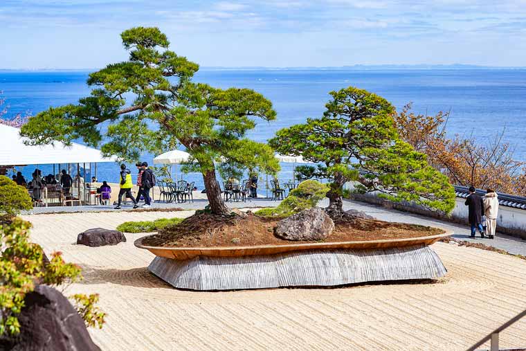 アカオハーブ&ローズガーデン「鳳凰の松」