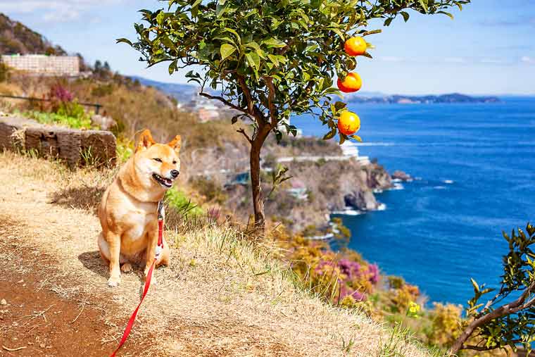 アカオハーブ&ローズガーデン「オーシャンガーデン」周辺