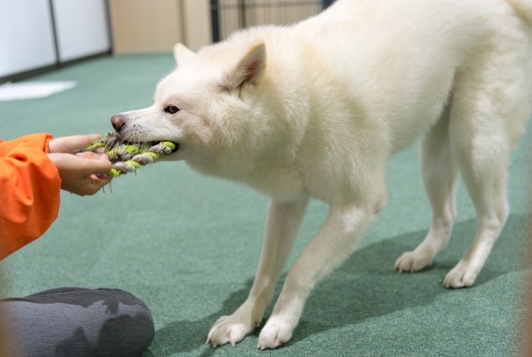 大館市観光交流施設「秋田犬の里(あきたいぬのさと)」