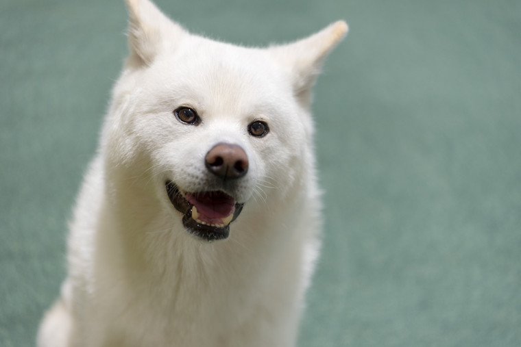 大館市観光交流施設「秋田犬の里(あきたいぬのさと)」