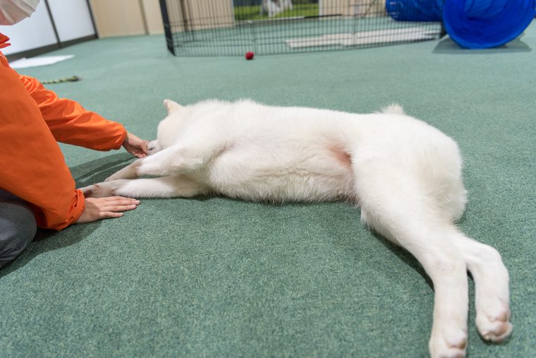 大館市観光交流施設「秋田犬の里(あきたいぬのさと)」