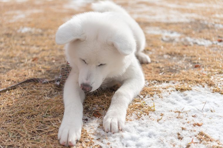大館市観光交流施設「秋田犬の里(あきたいぬのさと)」