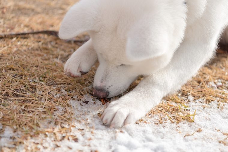 大館市観光交流施設「秋田犬の里(あきたいぬのさと)」