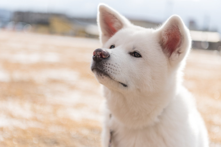 大館市観光交流施設「秋田犬の里(あきたいぬのさと)」