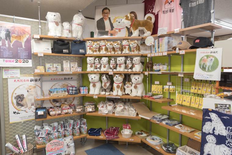 秋田犬の歴史を学ぶ「秋田犬会館」