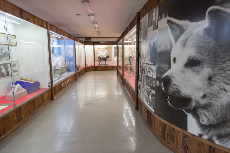 秋田犬の歴史を学ぶ「秋田犬会館」