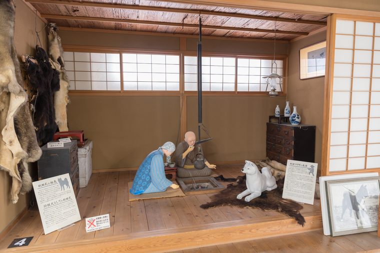 秋田犬の歴史を学ぶ「秋田犬会館」