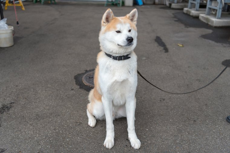 大館市で秋田犬に会える宿